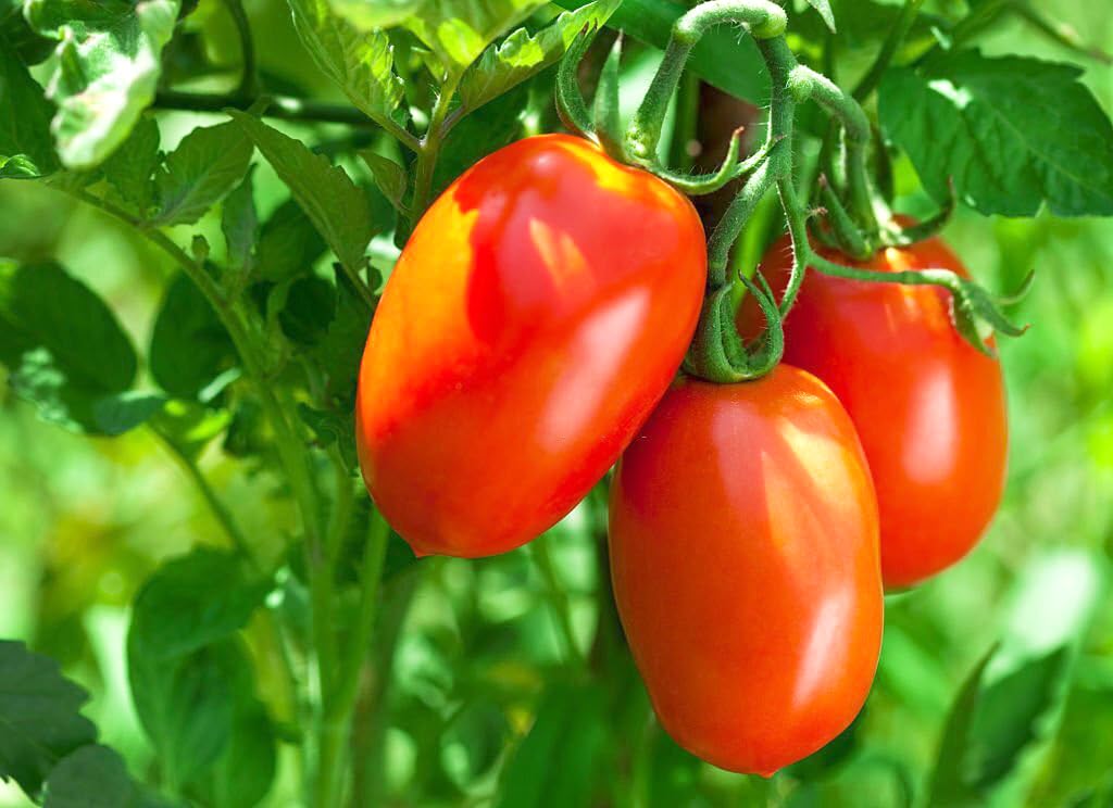 tomato for flower seeds