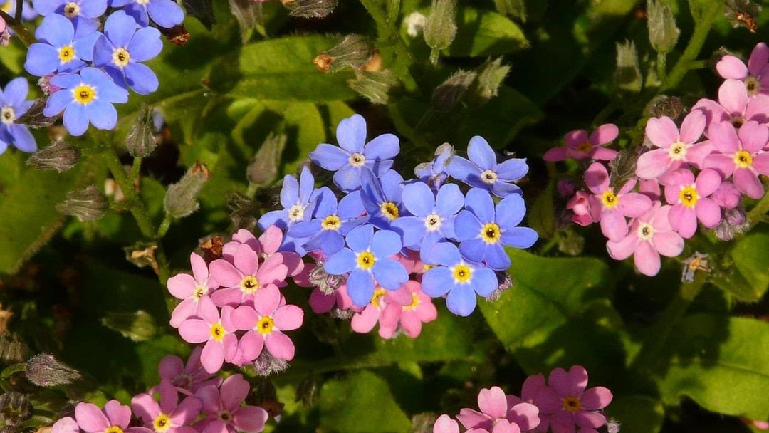forget me flower seeds