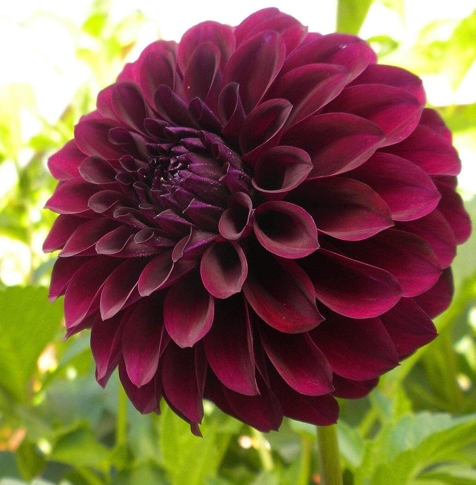 red red flower seeds