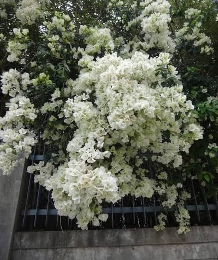 White Satureja Flower Seeds Heirloom Non-GMO High Germination Organic Garden Seeds for Planting