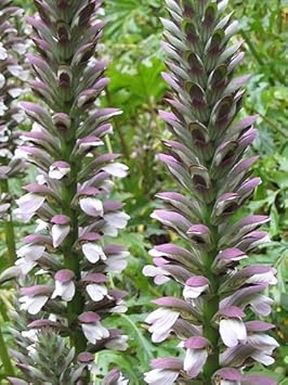 purplewhiteacanthusheirloomnongmo flower seeds
