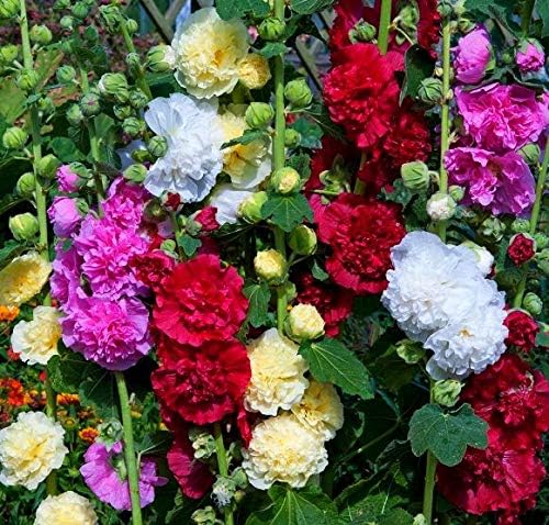 stockrose flower flower seeds
