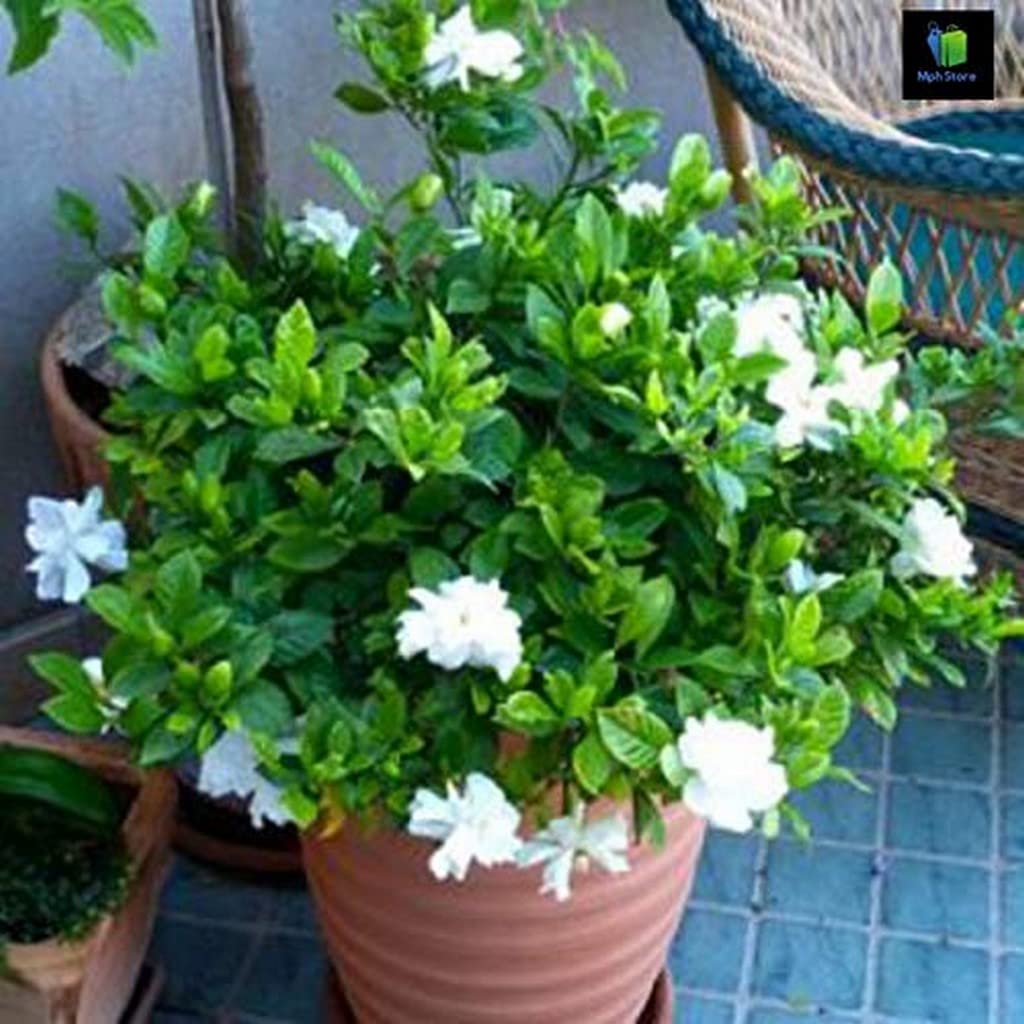 rare jasmine flower seeds