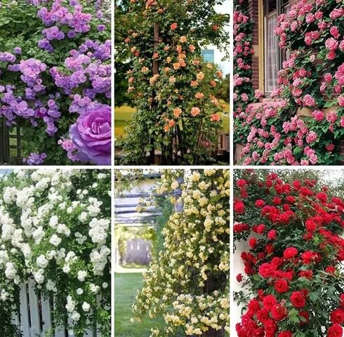 Semillas de Rosas Trepadoras Mixtas – Variedad Antigua, No OGM, Semillas de Alta Germinación