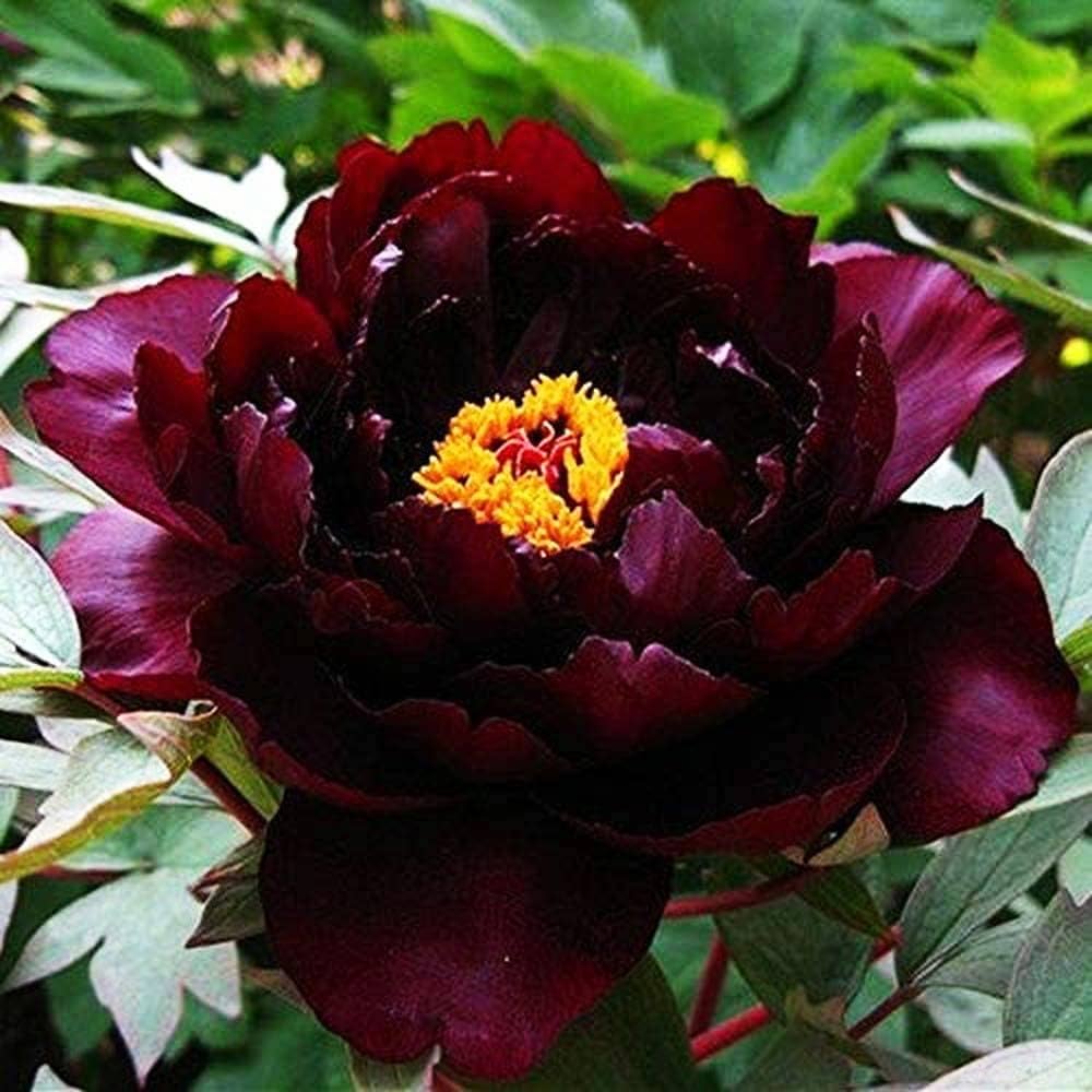 peony root flower seeds