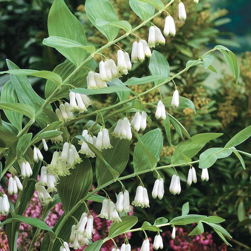 Polygonatum Canaliculatum Flower Seeds Heirloom Non-GMO High Germination Organic Garden Seeds for Planting