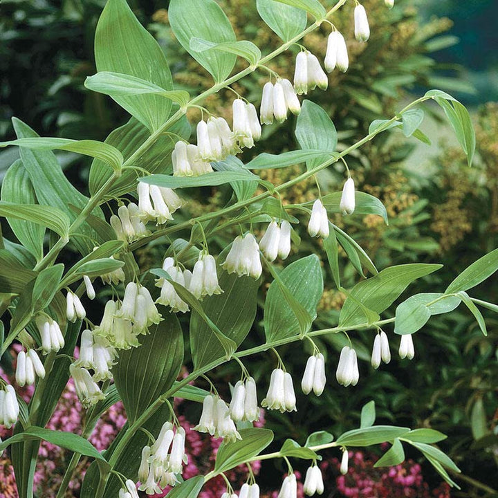 Polygonatum Canaliculatum Flower Seeds Heirloom Non-GMO High Germination Organic Garden Seeds for Planting