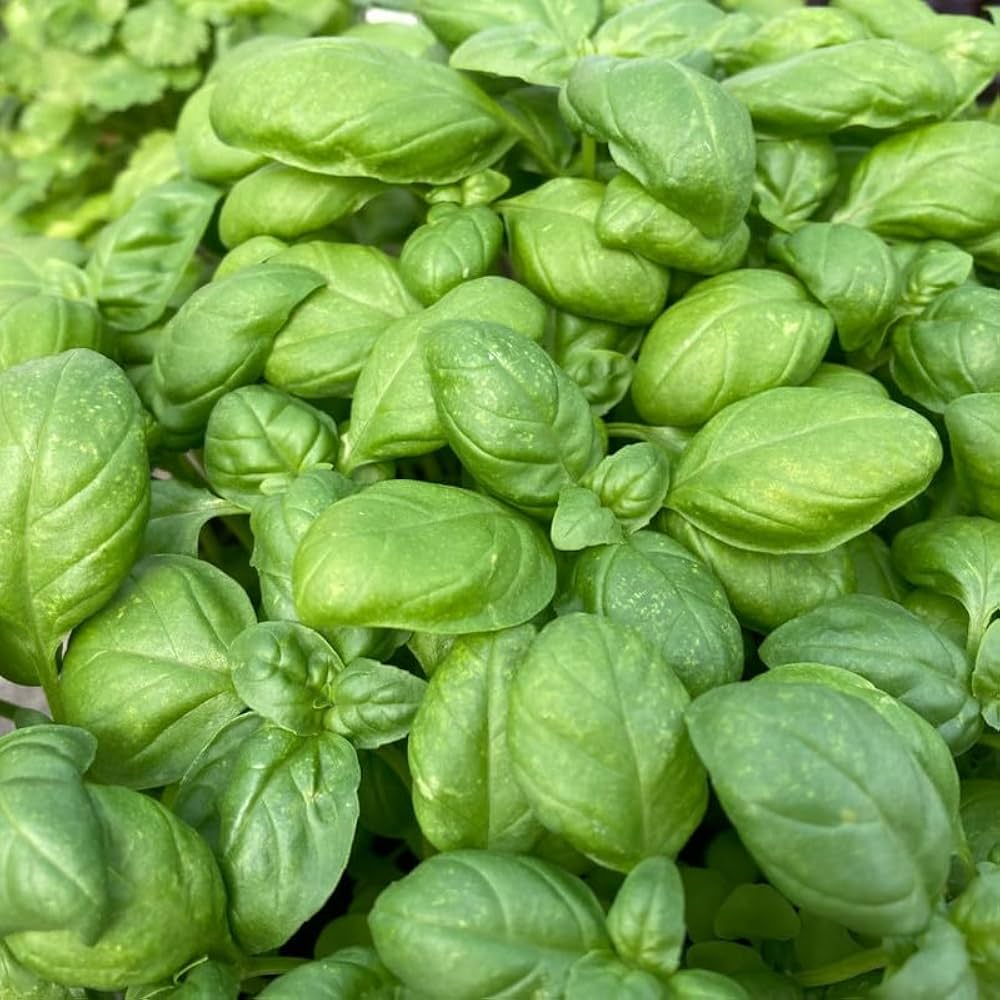 Genovese Basil herb seeds