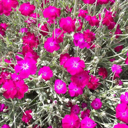 Semillas de Flor Silene Rosada – Cimera, No-OMG, Alta Germinación, Semillas Orgánicas de Jardín para Sembrar