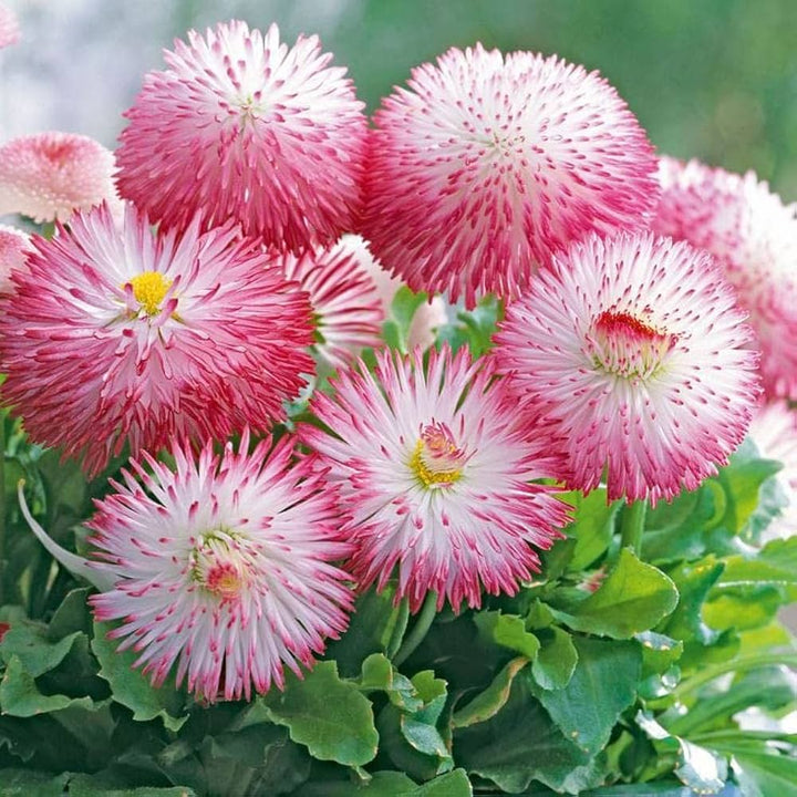 Daisy Flower Seeds Pink – Heirloom, Non-GMO, High Germination Organic Garden Seeds