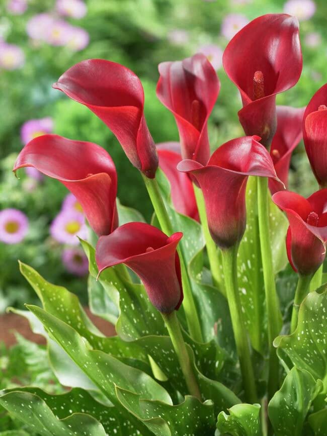 red black flower seeds