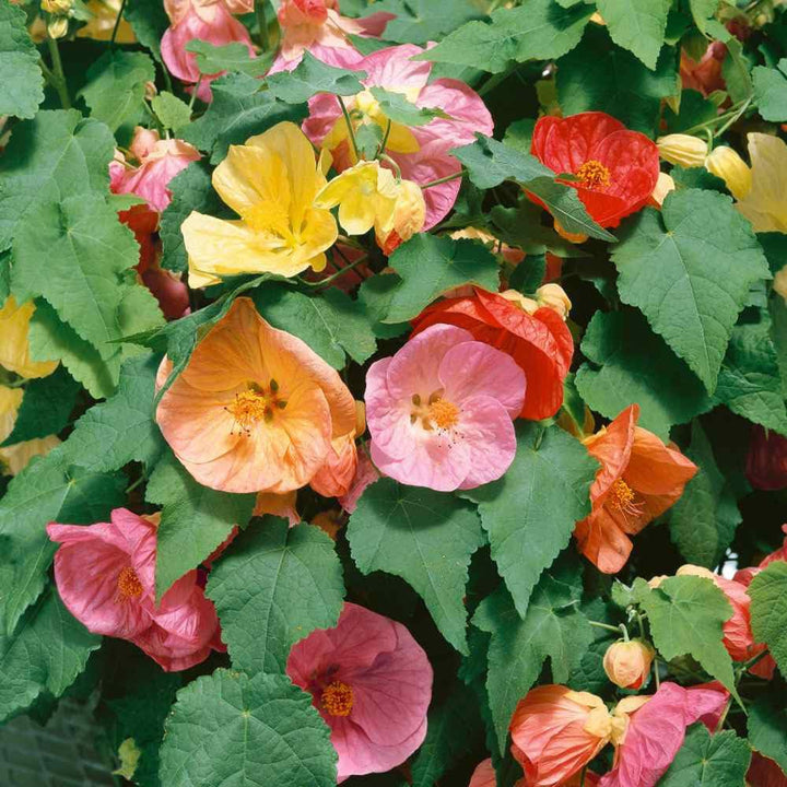 Mixed Abutilon Flower Seeds for Planting – Heirloom Non-GMO High Germination Seeds