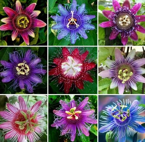 mixed passiflora flower seeds