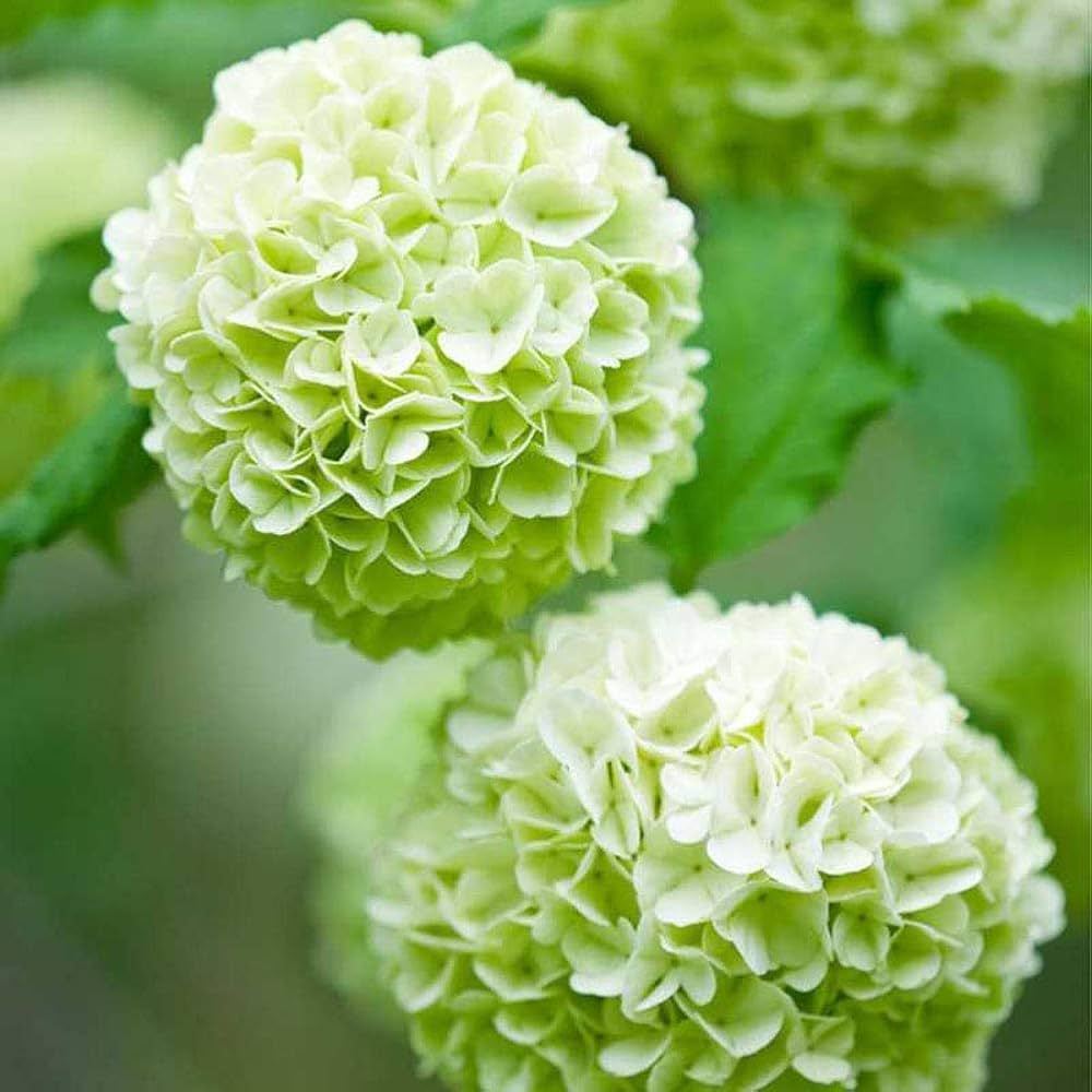 green for flower seeds