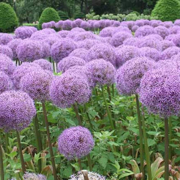 Allium Flower Seeds for Planting – Heirloom Non-GMO High Germination Organic Seeds