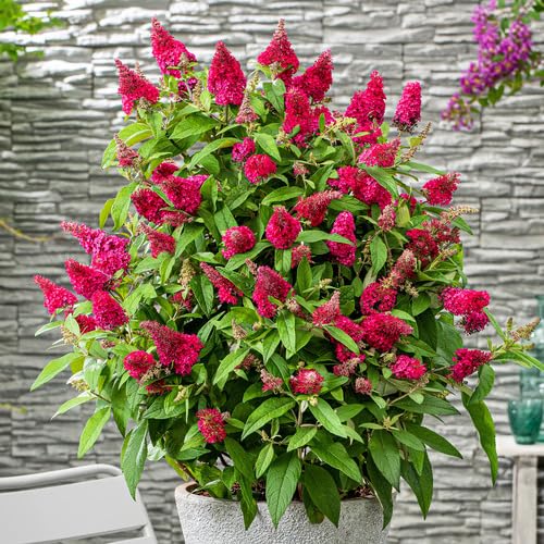 Pink Buddleja Flower Seeds Heirloom Non-GMO High Germination Organic Garden Seeds for Planting
