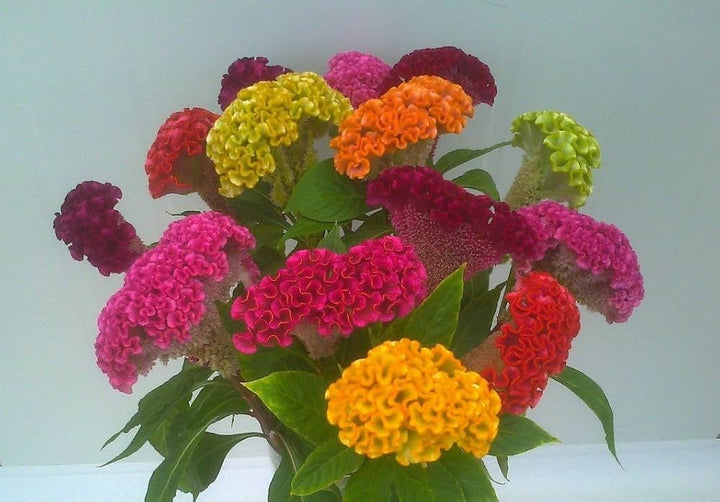 Cockscomb Flower Seeds Mixed – Heirloom, Non-GMO, High Germination Seeds