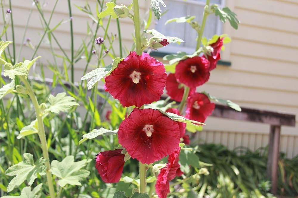 Deep Red Alcea Rosea Flower Seeds – Heirloom Non-GMO High Germination Seeds