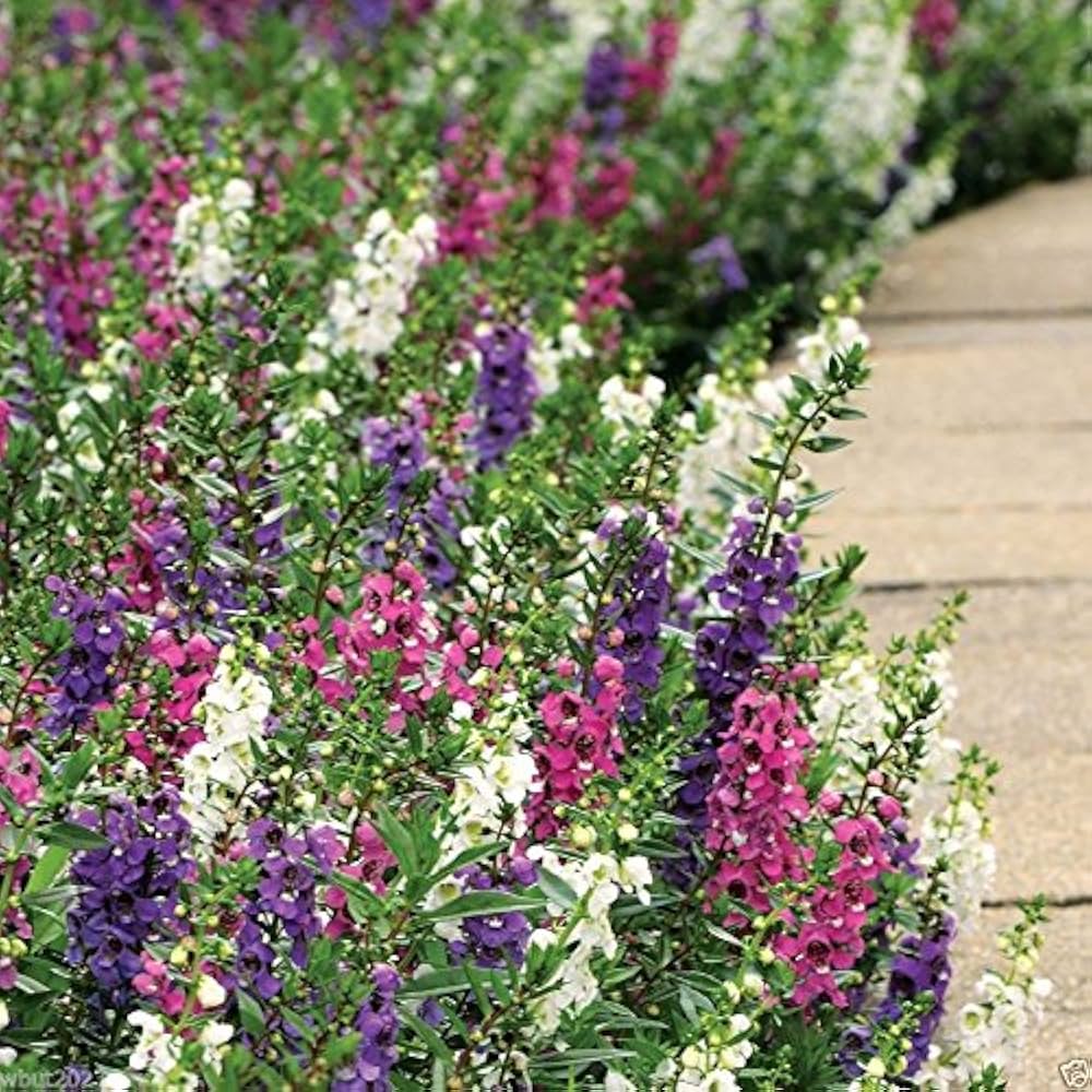 angelonia serenita flower seeds