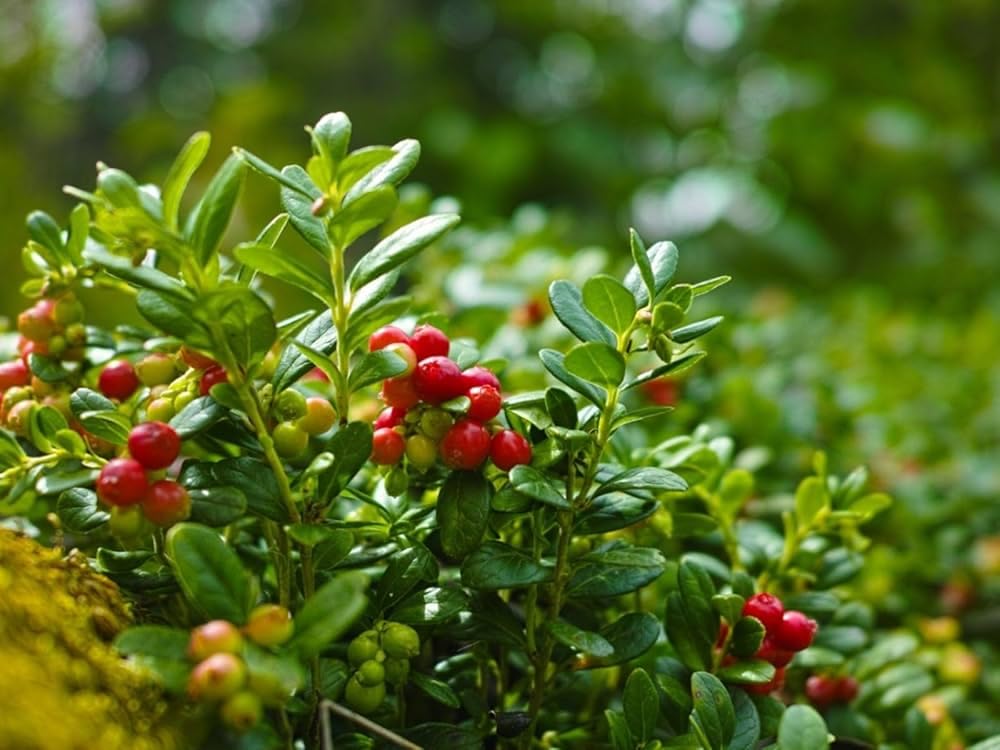 Berg Cranberry herb seeds