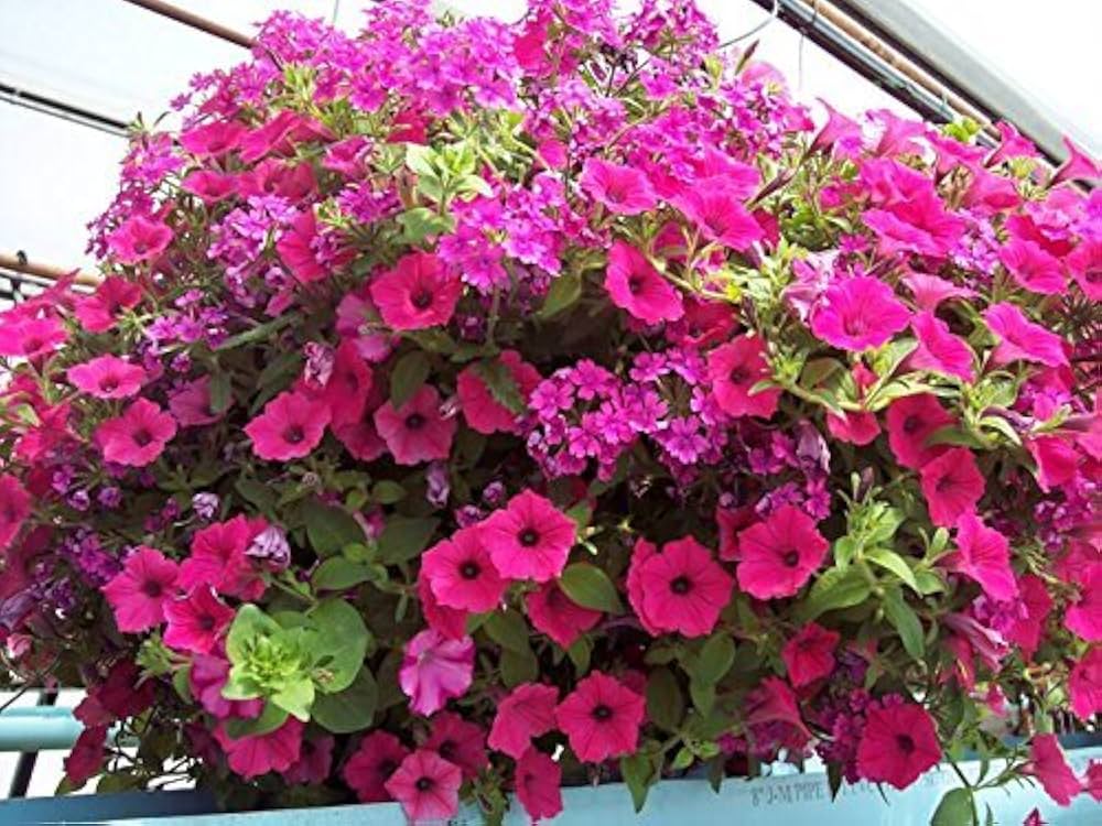 Pink Petunia hybrida Flower Seeds for Planting