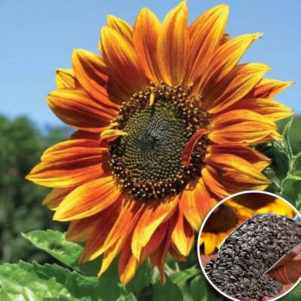 sunflower helianthus flower seeds