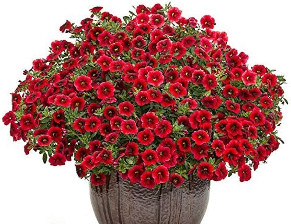 red red flower seeds