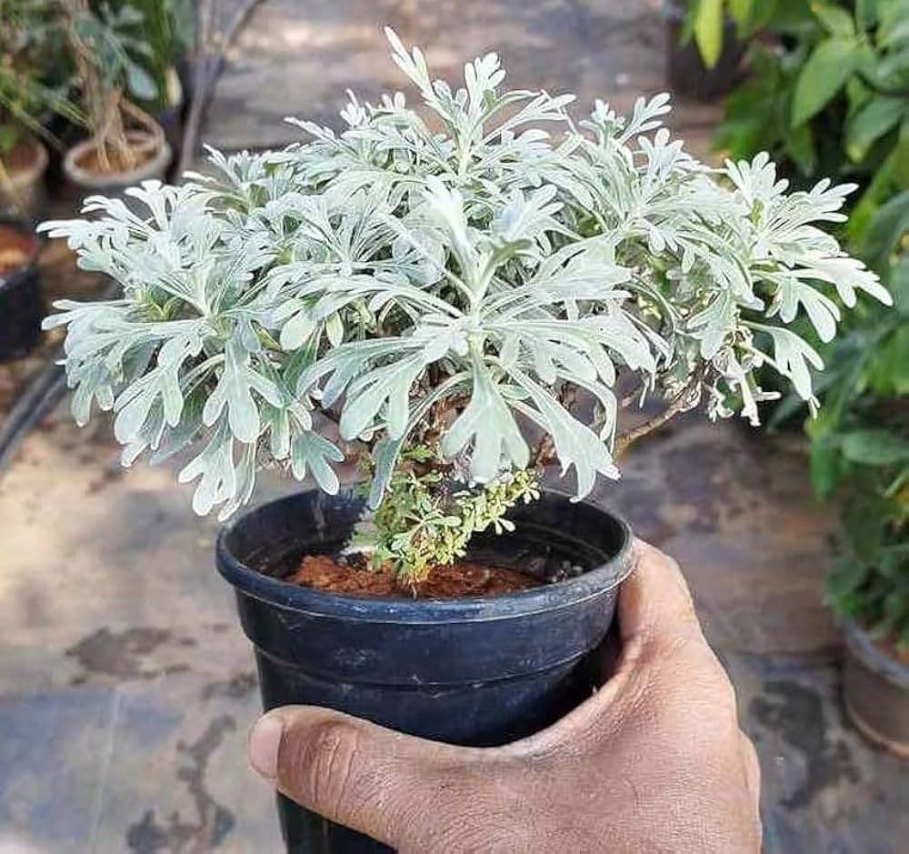 White Lavender herb seeds