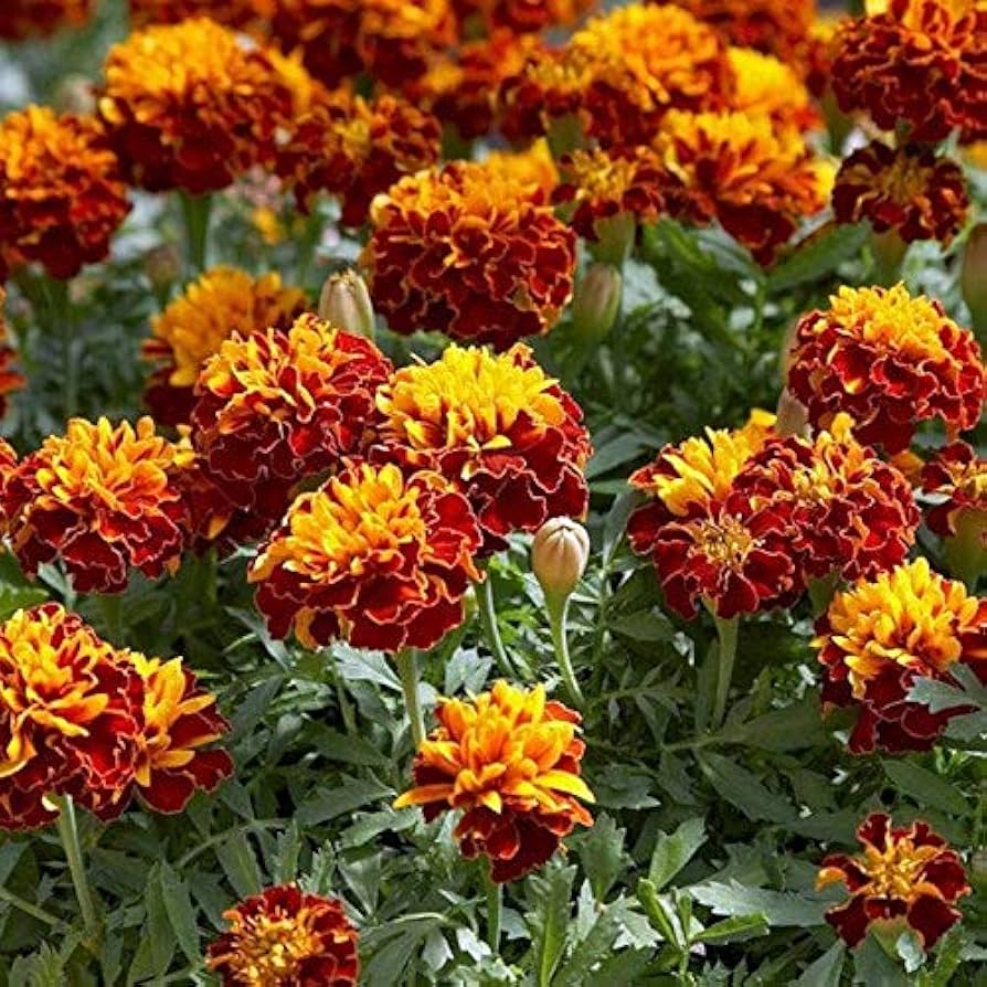 tagetes patula flower seeds