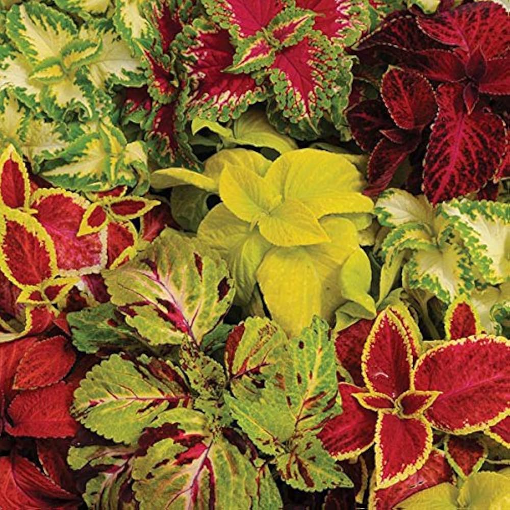 mixed coleus flower seeds