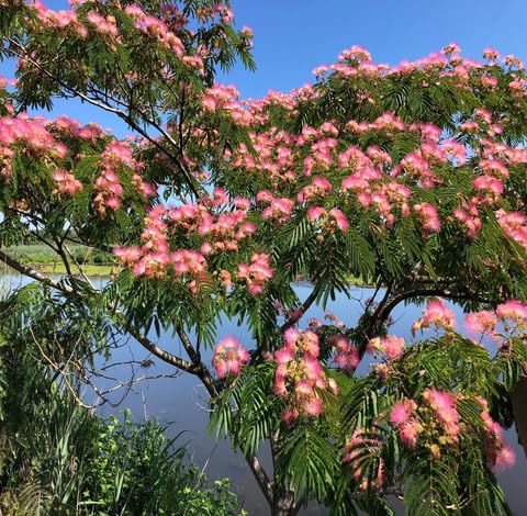 green mimosa flower seeds