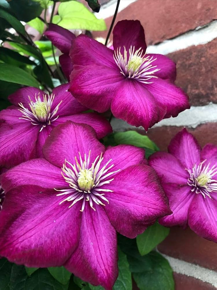 Semillas de flores de clemátide rosa - Semillas de reliquia sin OMG de alta germinación