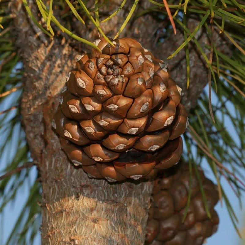 italian pine nut tree