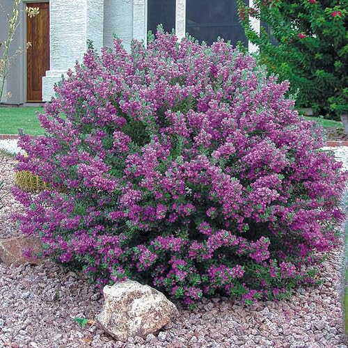 Purpur-Salbei-Pflanzensamen Erbstück gentechnikfrei hohe Keimrate Bio-Gartensamen zum Pflanzen