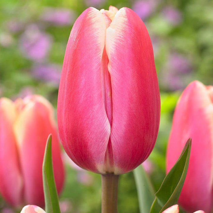 Giant Tulip Flower Seeds Pink Red Heirloom Non-GMO High Germination Seeds