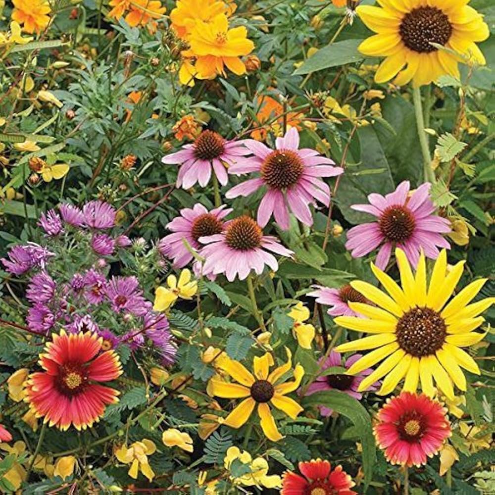 wildflower collection flower seeds