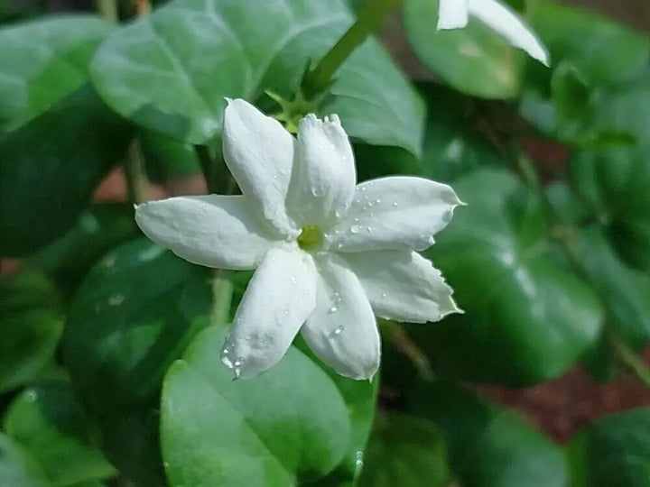 Jasminum Sambac Jasmine Flower Seeds – Heirloom, Non-GMO, High Germination Seeds