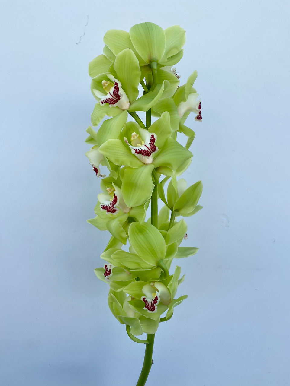 Giant Blooming Orchid Flower Seeds Green – Heirloom, Non-GMO, High Germination Seeds