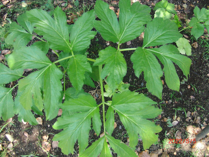 Ashitaba (Angelica Keiskei) Seeds for Planting – Heirloom Non-GMO Organic Garden Seeds