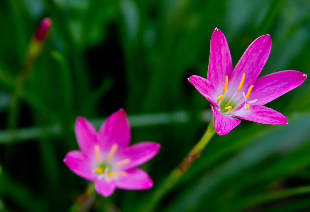 Pink Crocus Flower Seeds for Planting – Heirloom Non-GMO High Germination Organic Garden Seeds