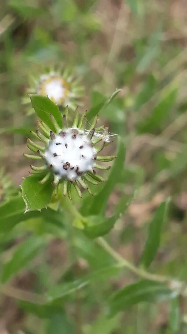 Grindelia Flower Seeds White – Heirloom, Non-GMO, High Germination Seeds