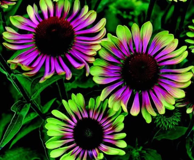Purple Green Echinacea Flower Seeds – Heirloom Non-GMO High Germination Seeds