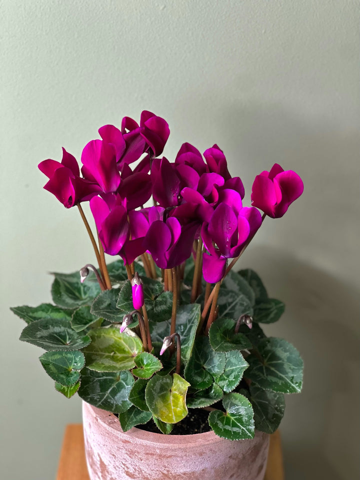 Dark Pink Cyclamen Flower Seeds – Heirloom Non-GMO High Germination Seeds