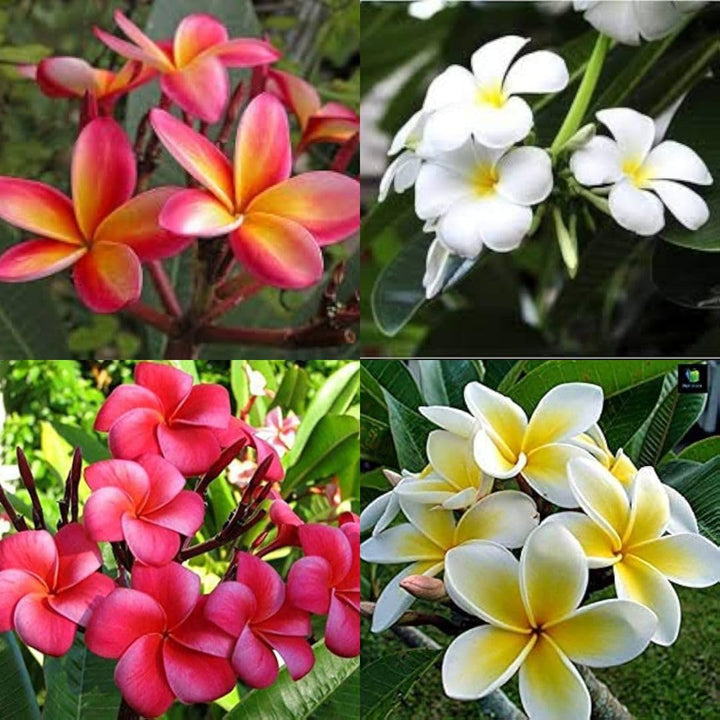 Mixed Color Plumeria Flower Seeds – Heirloom, Non-GMO, High Germination Organic Garden Seeds for Planting