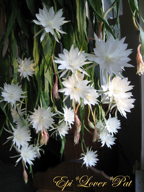 Epiphyllum Flower Seeds White – Heirloom, Non-GMO, High Germination Seeds