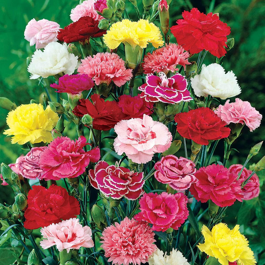 multicolor carnation flower seeds