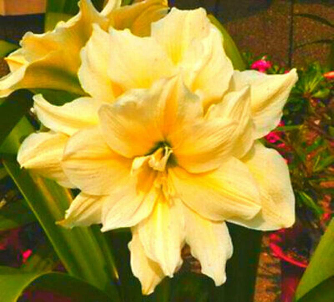 yellow sunrise flower seeds
