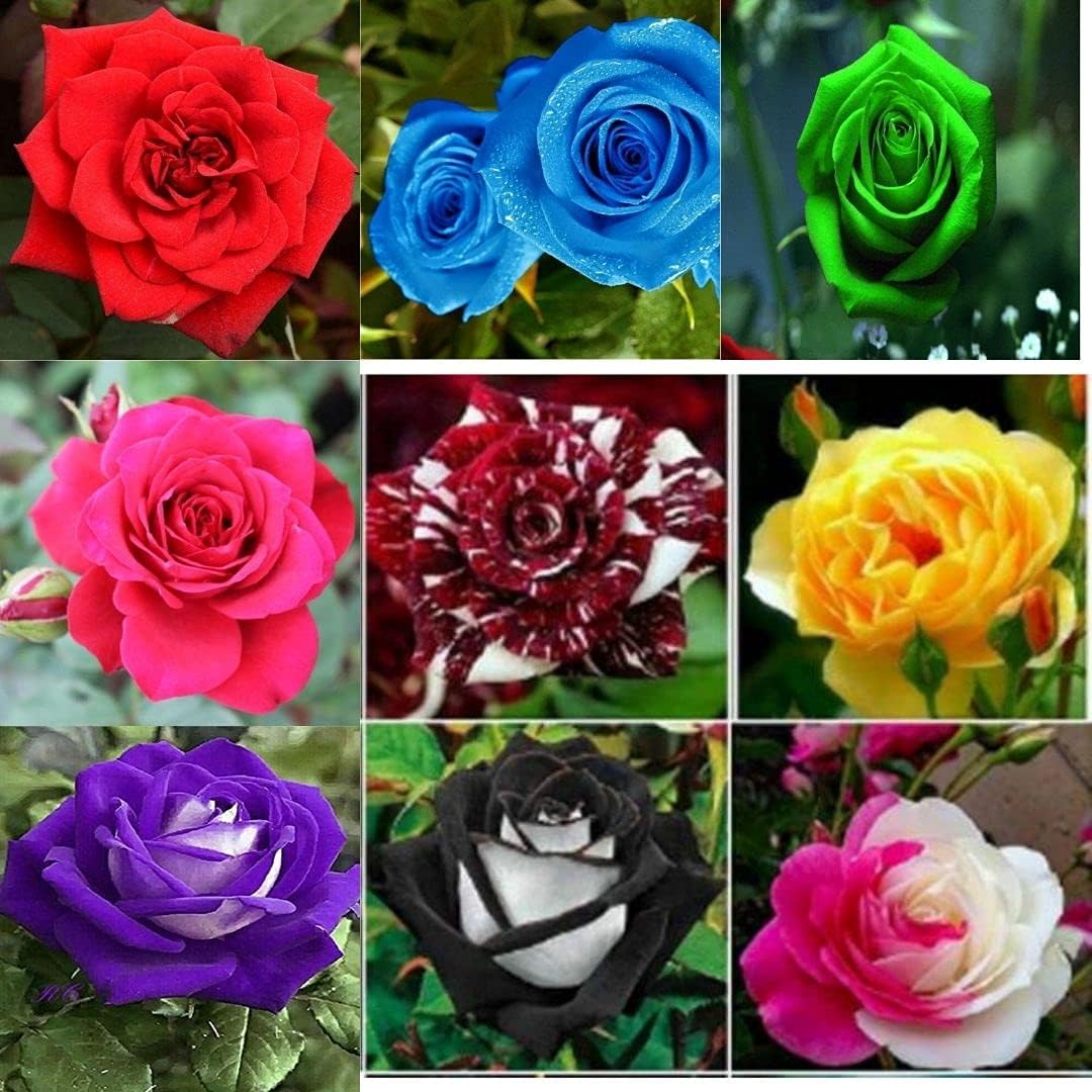 pink types flower seeds
