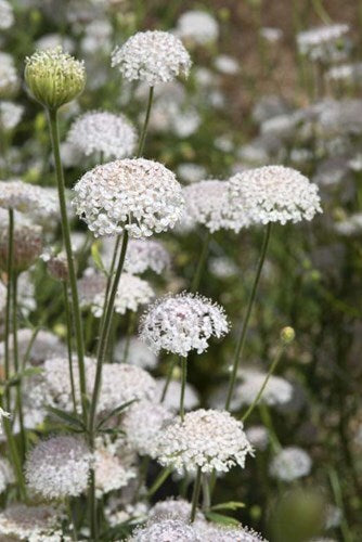 White Trachymene Coerulea Seeds for Planting Heirloom Non-GMO High Germination Organic Garden Seeds