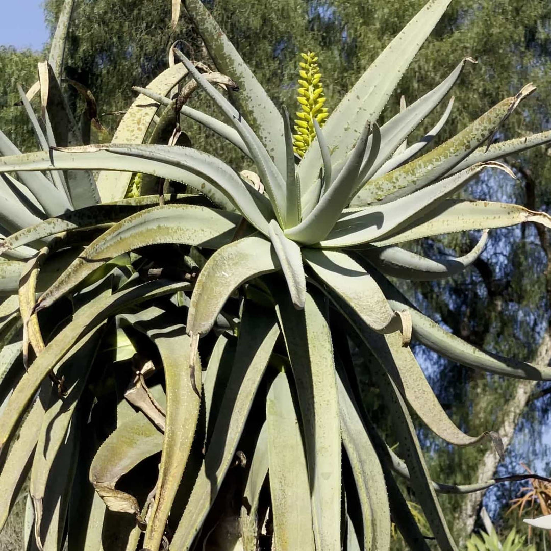 Green Aloe Dichotoma Plant Seeds for Planting | Heirloom Non-GMO High Germination Organic Garden Seeds